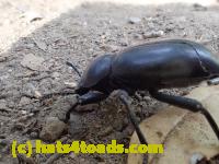 /home//u458753944/public_html/sourcegallery//////////////Insects and small critters/beetles (Coleoptera)/P4240033.JPG